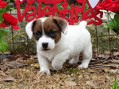 Uncle jack's cousin disappears near loch ness. jack-russell-breeders-near-me-chase-6-wks-1 | Jack russell ...