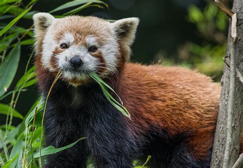 Red Panda With An Attitude Photograph By Greg Nyquist Fine Art America