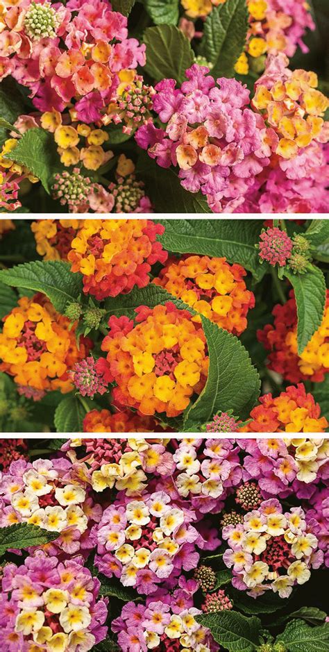 But if you're like me, you need some ideas for plants that can handle the beating rays of plant varieties like succulents, portulaca, and zinnias are just a few options for container plants that love full sun. Container Gardening Flowers Full Sun in 2020 | Container ...