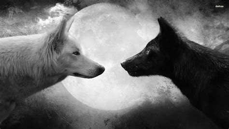 Black And White Wolf Wallpaper 73 Images