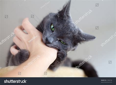 Cat Biting Humans Hand Stock Photo 61986736 Shutterstock