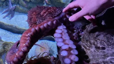 Feeding A Giant Pacific Octopus At New England Aquarium Octonation