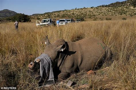 Mystery Deaths Of 154 Elephants In Botswana Hot Lifestyle News