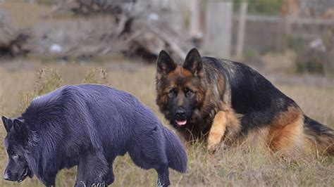 How To Check Pure German Shepherd Dog Breed Dogmal Youtube