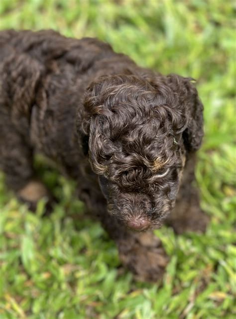 Toy Poodle Tweed Heads South Petsforhomes