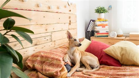 How to Find Pet-Friendly Rentals: 4 Tips to Get Started | Zillow