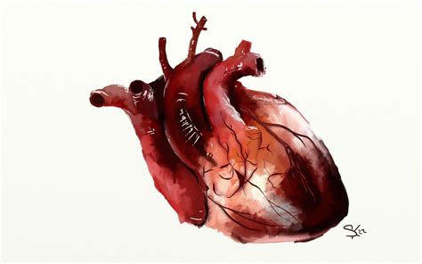 Human Heart By Skeletonkey22 On Deviantart