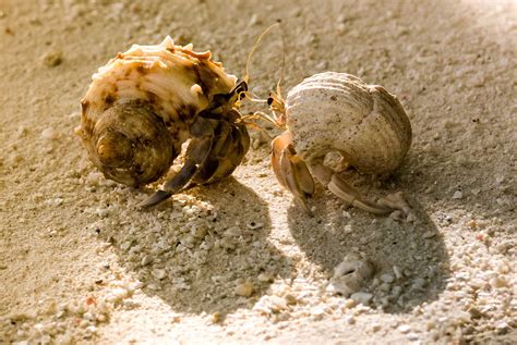 Pet Hermit Crab Care Learn About Nature