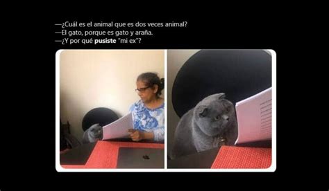 Facebook Memes ¿por Qué Pusiste El Meme Del Gato Y La Profesora