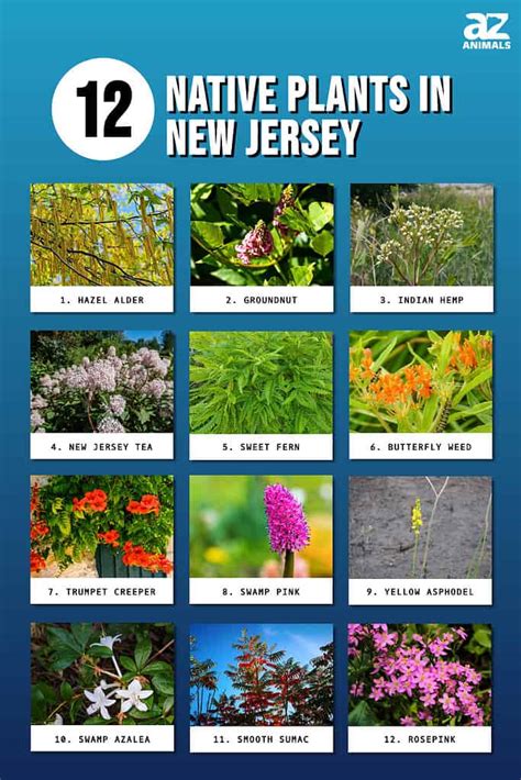 12 Native Plants In New Jersey Az Animals