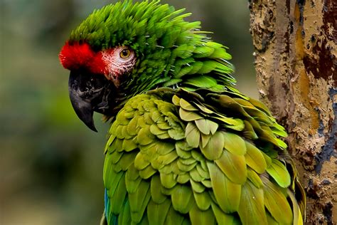 Beautiful Tropical Birds Auchter Photography