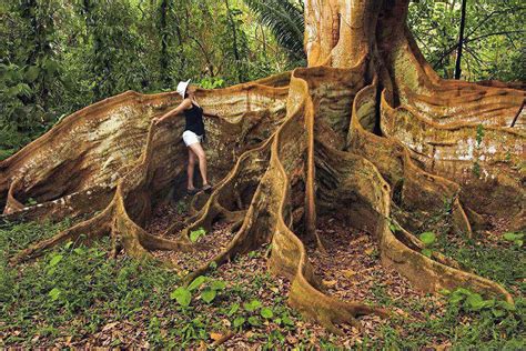 Weird Trees Duskys Wonders