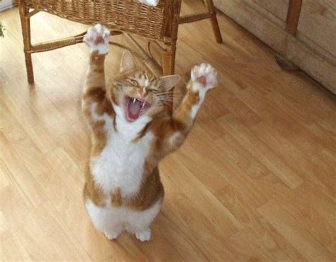 Cat Laughing Alot Funny Cat Pictures Cats Crazy Cats