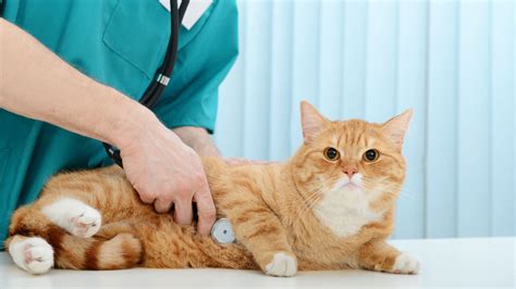Pet Minor Illnesses And Injuries Brevard County Fl 321 Mobile