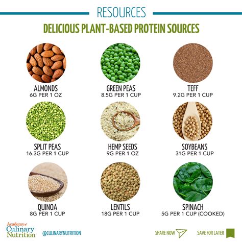 Plant Based Protein A Culinary Nutrition Guide In Plant Based