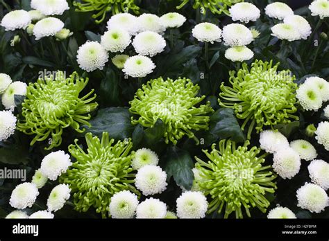 Chrysanthemum Green Hi Res Stock Photography And Images Alamy