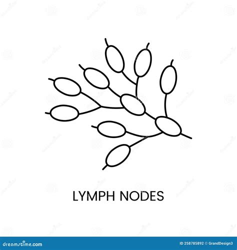 Human Lymph Nodes Are An Anatomical Icon Line In A Vector An