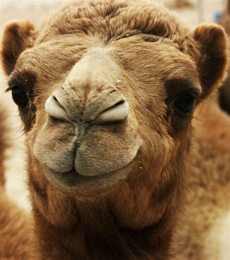 Reviews, tips, game rules, videos and links to the best board games, tabletop and card games. 17 Best images about Camels and Wise Men on Pinterest ...
