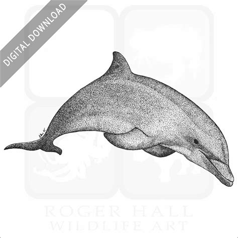 Bottlenose Dolphin Signed Fine Art Print Inkart