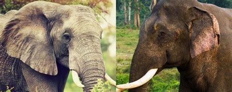 african vs asian elephants the 10 physical differences ️