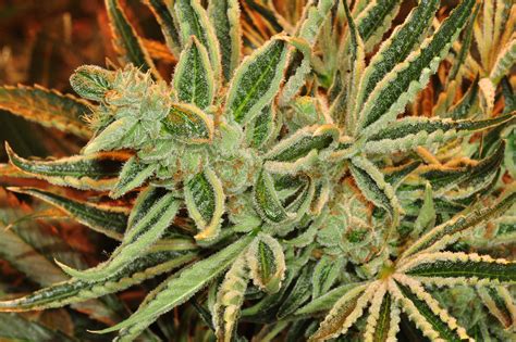 Tips for Growing Cannabis on a Budget | PotGuide.com