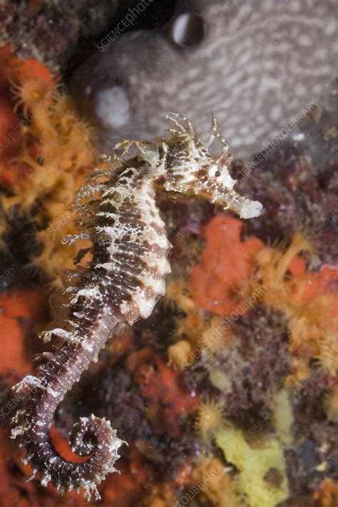 Common Seahorse Stock Image C0125981 Science Photo Library