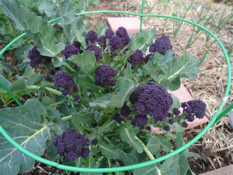 Get It Growing Variety Of Broccoli Types Provide A Year