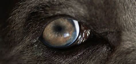 Entropium u psa Jak leczyć choroby oczu i powiek Zwierzaki