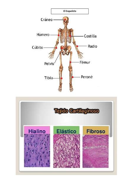Formacion Y Crecimiento De Los Huesos Pdf Sistema