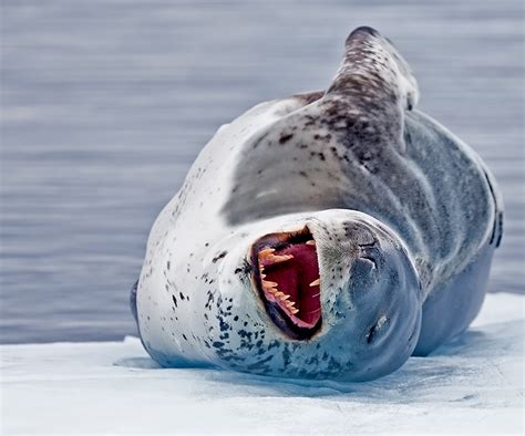 Leopard Seal The Life Of Animals