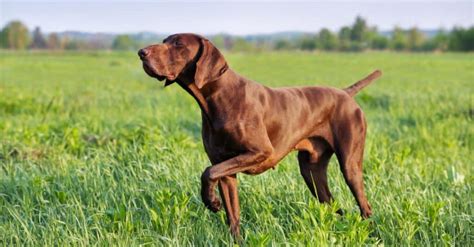 How Smart Are German Shorthaired Pointers Everything We Know About