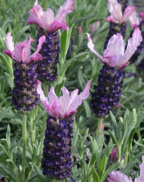 Lavandula Stoechas Blueberry Ruffles Native Sons Wholesale Nursery