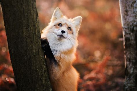 Foxes Autumn Wallpapers Wallpaper Cave
