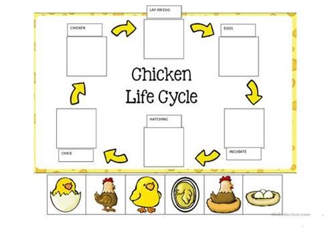 The united nations estimates there may be as many as 23 billion chickens on this planet right now. Image result for free worksheets life cycle of a chicken ...