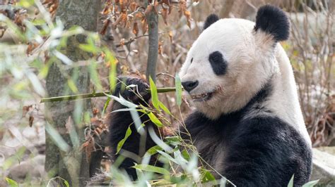 Giant Pandas Are No Longer Considered An Endangered Species Armstrong