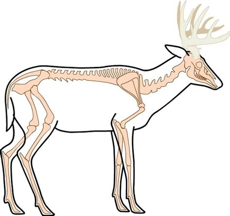Deer Anatomy Clip Art Library