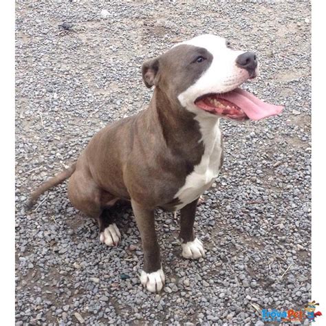 Cuccioli Pitbull Blue Nose Ukc In Vendita A Bordighera Im