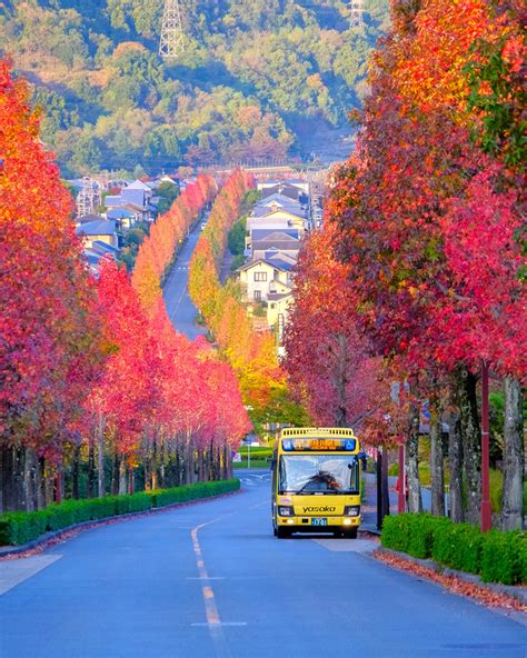 住宅街に紅葉の赤い帯～京都西京・桂坂 モミジバフウ の並木道（京都西京） とっておきの京都プロジェクト