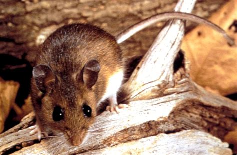 Free Picture Deer Mouse Peromyscus Maniculatus Reservoir