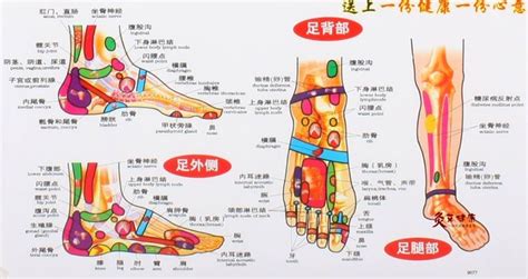 Chart Of The Foot Reflective Zone Health Therapy Massage With