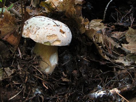 Boletus Barrowsii The Ultimate Mushroom Guide Recipe