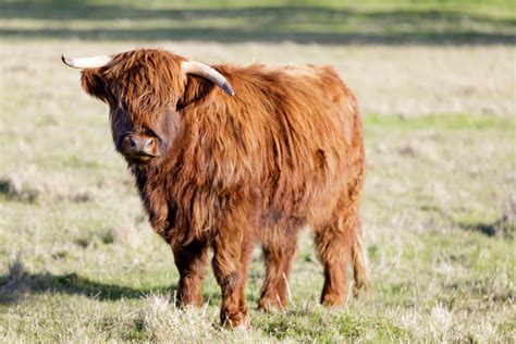 The Ultimate Guide To The Mini Highland Cow