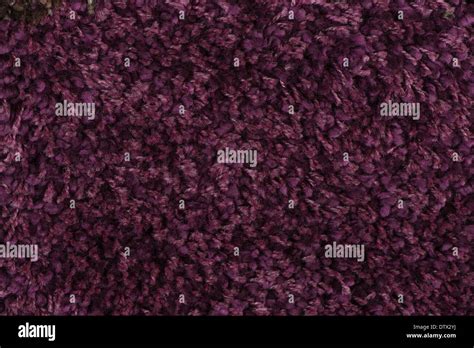 Closeup Detail Of Purple Carpet Texture Background Stock Photo Alamy