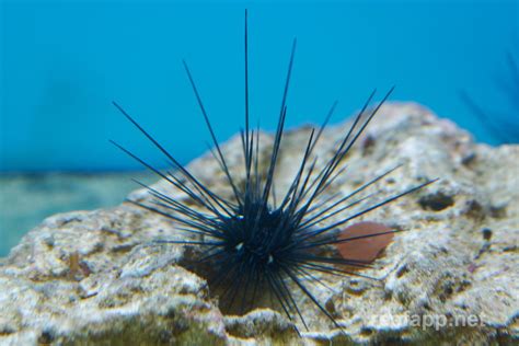 Diadema Setosum Long Spined Sea Urchin