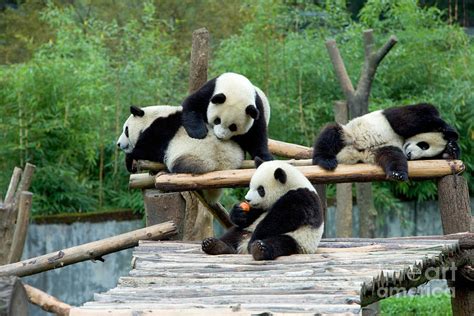 Pandas Photograph By Inga Spence Fine Art America