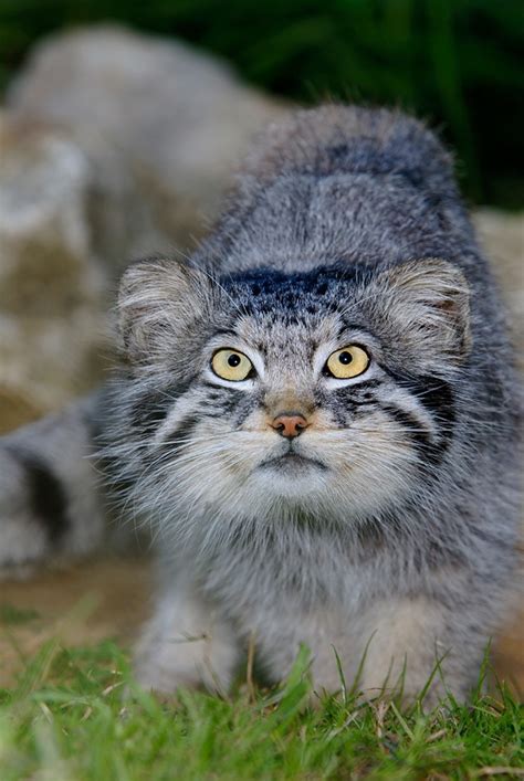 Its rounded ears are set low on the sides of the head. 39 best Pallas Cats, Pallas Cat, Manul cat, Asian Cat ...