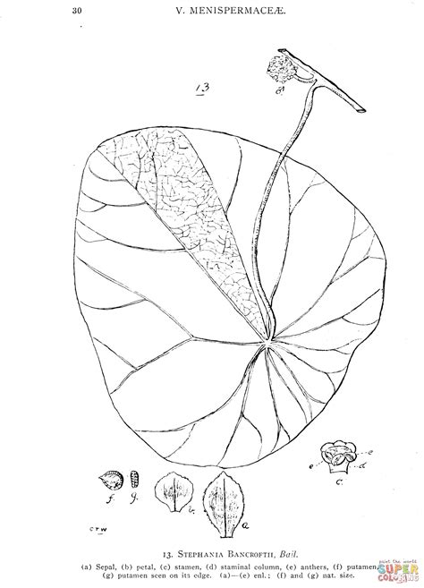Stephania Bancroftii Coloring Page Free Printable Coloring Pages