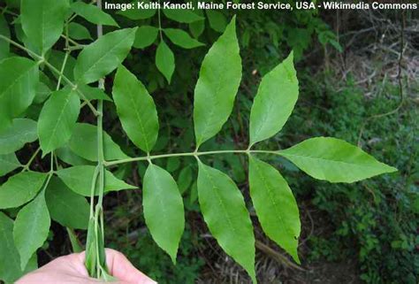 Green Ash Tree Identification