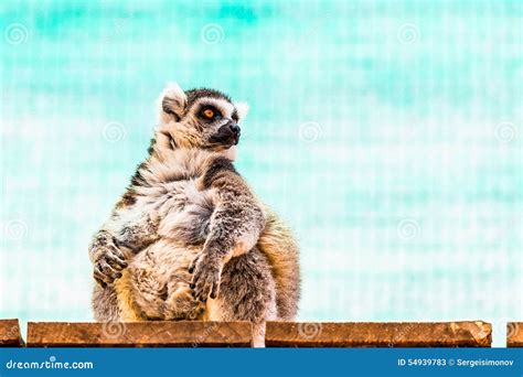 Fatty Funny Lemur Stock Image Image Of Fluffy Wildlife 54939783