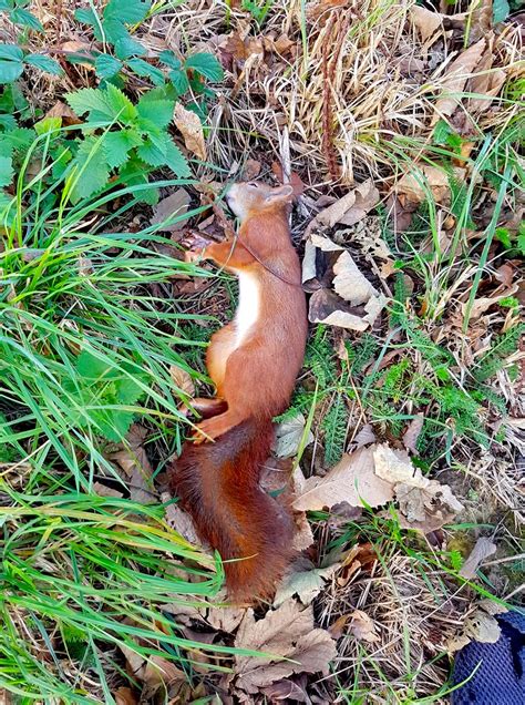 Squirrels Death Sparks Plastic Warning Bailiwick Express Jersey